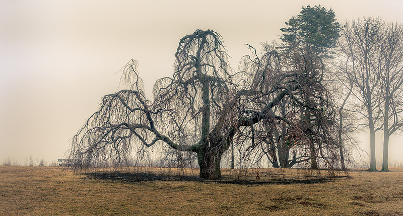 Tim's Tree