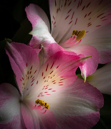 Alstroemeria #5