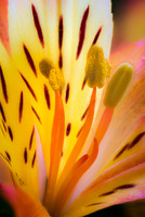 Alstroemeria #1