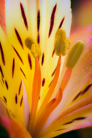 Alstroemeria #1