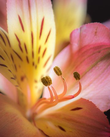 Alstroemeria #2
