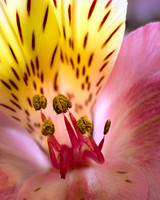 Alstroemeria #3