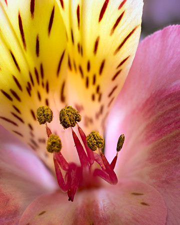 Alstroemeria #3
