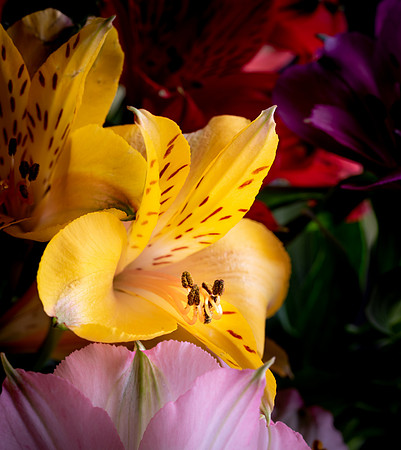 Alstroemeria #9