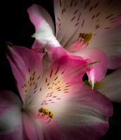 Alstroemeria #5