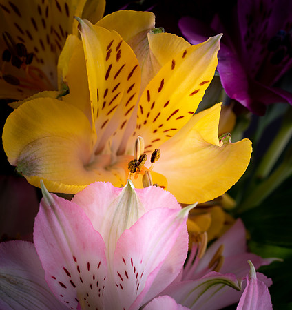 Alstroemeria #7